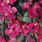 Arabis blepharophylla Red Sensation 1,000 seeds