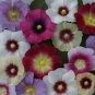 Alcea rosea Halo Mix 1,000 seeds
