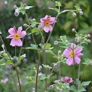 Anemone japonica Fall Charm 1,000 seeds
