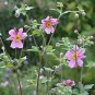 Anemone japonica Fall Charm 1,000 seeds