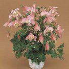 Aquilegia Spring Magic Pink-White 1,000 seeds