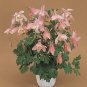 Aquilegia Spring Magic Pink-White 1,000 seeds