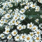 Anthemis carpatica Karpatenschnee 1,000 seeds