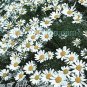 Anthemis carpatica Karpatenschnee 1,000 seeds