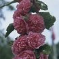 Alcea rosea Chater Pink 1,000 seeds