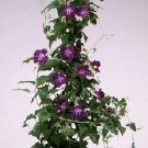 Asarina Joan Loraine Blue 1,000 seeds