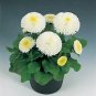 Bellis perennis Tasso PL White 1,000 seeds