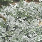 Artemisia stelleriana Mori's Strain 1,000 seeds