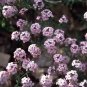 Aethionema coridifolium 1,000 seeds