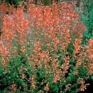 Agastache aurantiaca Coronado 1,000 seeds