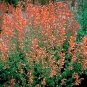 Agastache aurantiaca Coronado 1,000 seeds