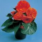 Begonia Nonstop Orange 1,000 seeds
