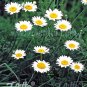 Anthemis tinctoria Alba 1,000 seeds