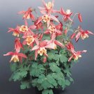 Aquilegia Spring Magic Rose-White 1,000 seeds