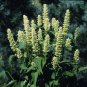 Agastache urticifolia Honey Bee White 1,000 seeds