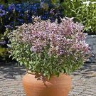 Agastache aurantiaca Arizona Sunset 1,000 seeds