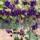 Aquilegia vulgaris Barlow Blue 1,000 seeds