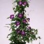 Asarina Joan Loraine Blue 1,000 seeds