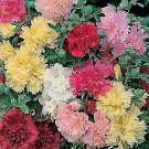 Alcea rosea Summer Carnival Mix 1,000 seeds