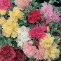 Alcea rosea Summer Carnival Mix 1,000 seeds
