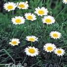 Anthemis tinctoria Alba 1,000 seeds