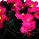 Begonia Senator Deep Rose 2,000 seeds