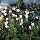 Anemone sylvestris 1,000 seeds