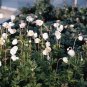 Anemone sylvestris 1,000 seeds