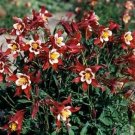 Aquilegia Red Hobbit 1,000 seeds