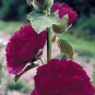 Alcea rosea Chater Purple 1,000 seeds