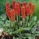 Arum italicum 1,000 seeds