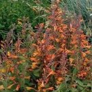 Agastache aurantiaca Tango 1,000 seeds