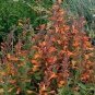 Agastache aurantiaca Tango 1,000 seeds