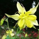 Aquilegia caerulea Maxi (Yellow Star) 1,000 seeds