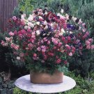 Aquilegia vulgaris Barlow Mix 1,000 seeds