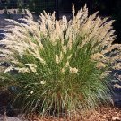 Achnatherum calamagrostis 1,000 seeds