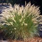 Achnatherum calamagrostis 1,000 seeds