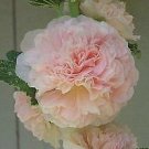 Alcea rosea Chater Chamois Rose 1,000 seeds