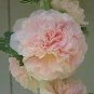 Alcea rosea Chater Chamois Rose 1,000 seeds