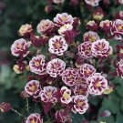 Aquilegia Winky Double Red-White 1,000 seeds