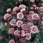 Aquilegia Winky Double Red-White 1,000 seeds