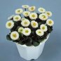 Bellis perennis Galaxy PL White 1,000 seeds