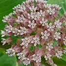 Asclepias syriaca 1,000 seeds