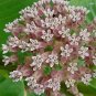 Asclepias syriaca 1,000 seeds