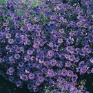 Brachycome Bravo Deep Blue-Black Eye 1,000 seeds