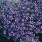 Brachycome Bravo Deep Blue-Black Eye 1,000 seeds