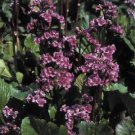 Bergenia cordifolia Red Beauty (Rotblum) 1,000 seeds