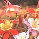 Aquilegia caerulea McKana's Giants Mix 2,000 seeds