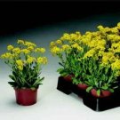 Alyssum saxatilis Summit Golden Yellow 1,000 seeds