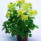 Aquilegia Spring Magic Yellow 1,000 seeds